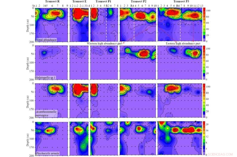 Tintinnid Range Expansion: Pacific Ciliates Invade Arctic Waters