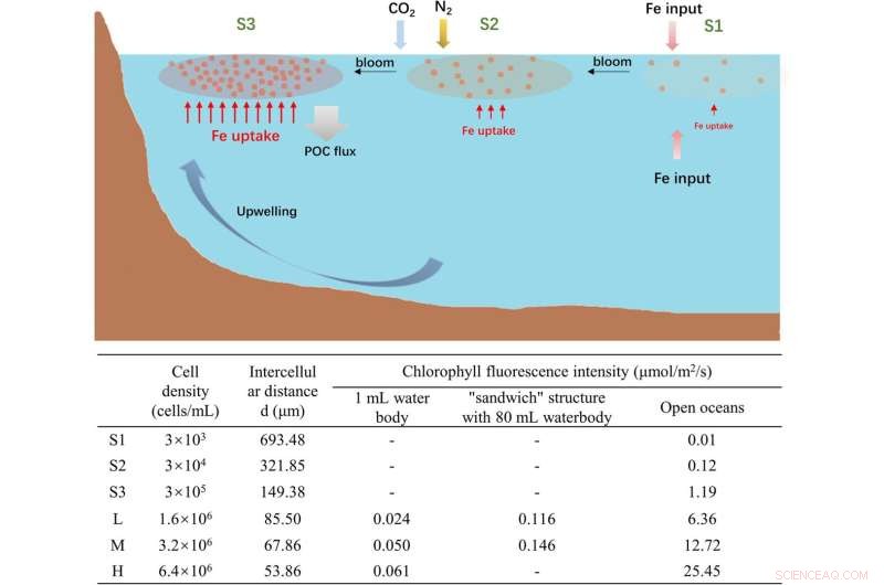 Iron Uptake and Cell Density in *Phaeodactylum tricornutum*: A Bloom Study