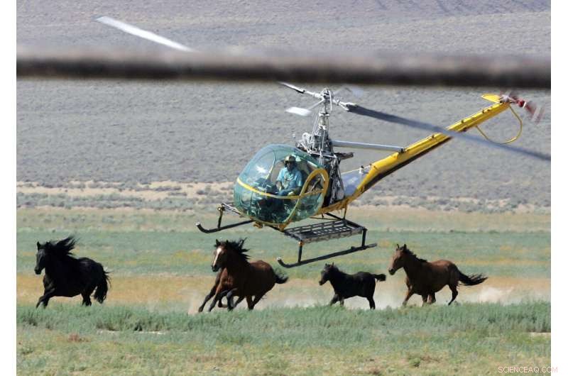 US Wild Horse Roundups Expected to Exceed Record Levels in 2024