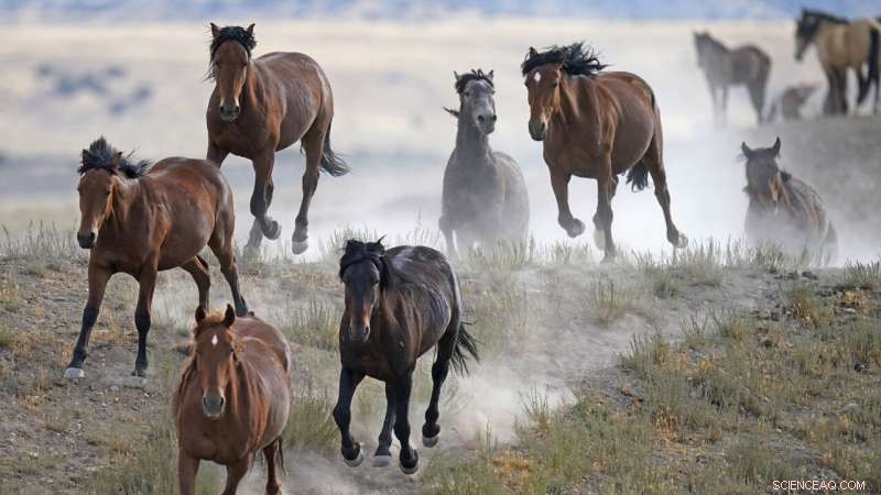 US Wild Horse Roundups Expected to Exceed Record Levels in 2024