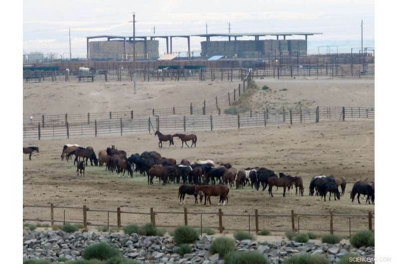 US Wild Horse Roundups Expected to Exceed Record Levels in 2024