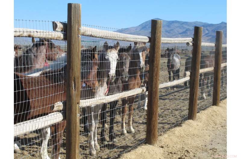 US Wild Horse Roundups Expected to Exceed Record Levels in 2024