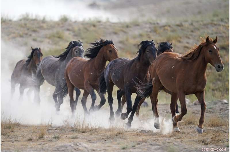 US Wild Horse Roundups Expected to Exceed Record Levels in 2024
