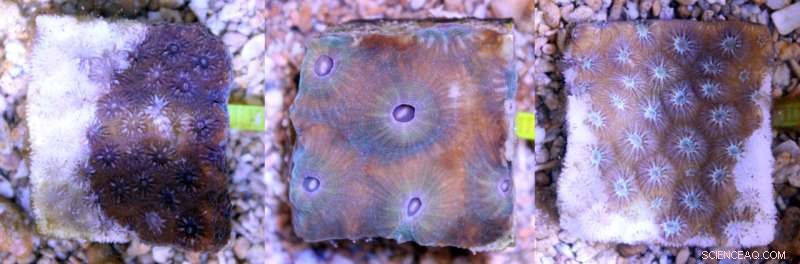 Florida Coral Reef Disease: Sediments Linked to Spread of Stony Coral Tissue Loss Disease (SCTLD)