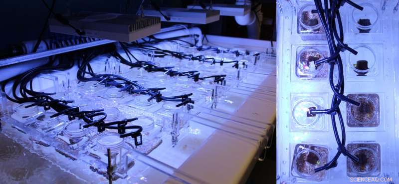 Florida Coral Reef Disease: Sediments Linked to Spread of Stony Coral Tissue Loss Disease (SCTLD)