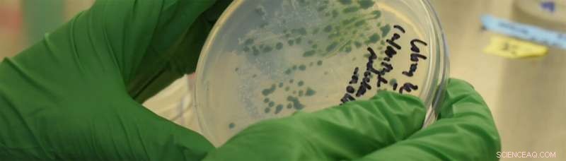 Algae Research: Unlocking Biofuel Potential Through Oxygen Tolerance