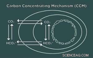 Algae Research: Unlocking Biofuel Potential Through Oxygen Tolerance