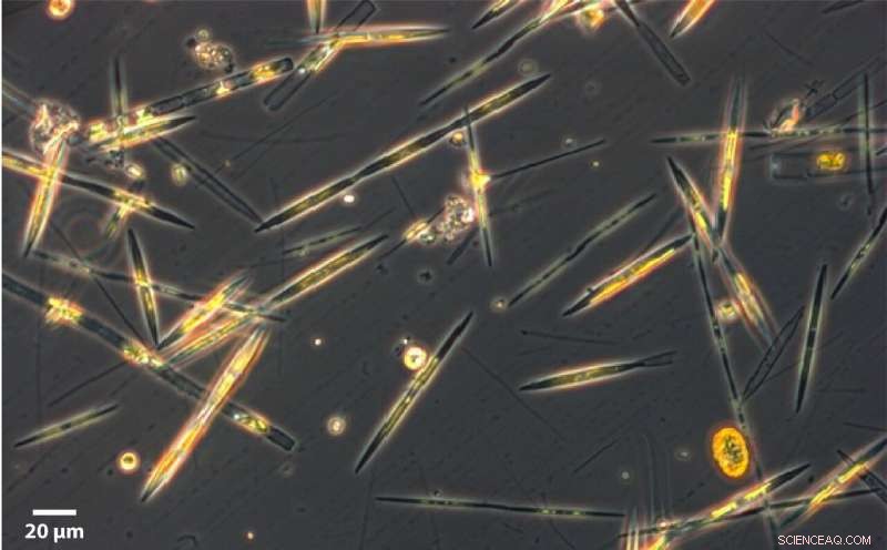 Diatom Altruism: How Selfishness Benefits Community Fitness