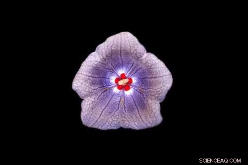 Red Nectar as a Sustainable Natural Colorant: Research Highlights