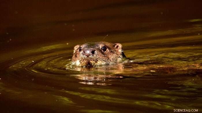 PFAS Contamination in UK Otters: A Growing Environmental Concern