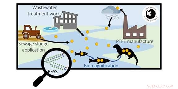 PFAS Contamination in UK Otters: A Growing Environmental Concern