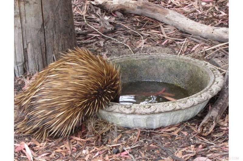 Echidna Conservation Project: Citizen Scientists Help Track Australia s Iconic Mammal