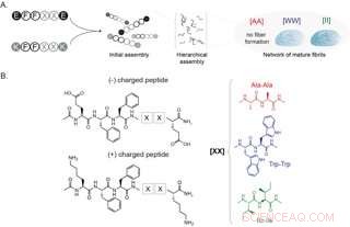 Peptide Materials Engineering: A Molecular Framework for Bridging Experiment and Computation