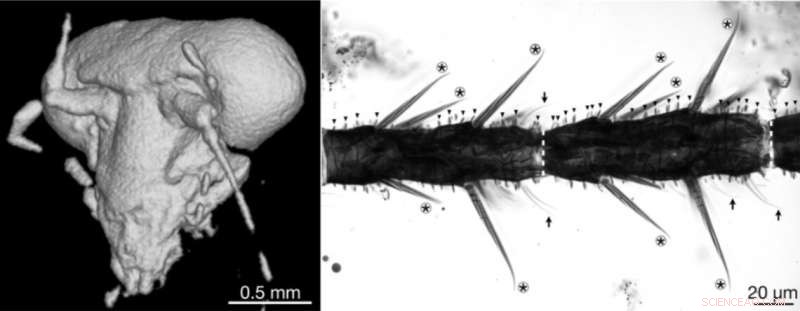 Ancient Cockroach Fossil Reveals Daytime Activity & Ecological Insights