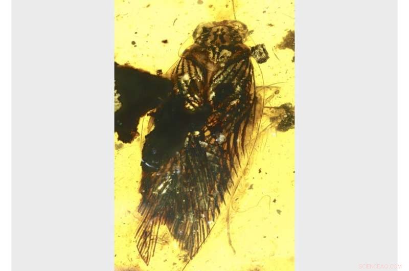 Ancient Cockroach Fossil Reveals Daytime Activity & Ecological Insights