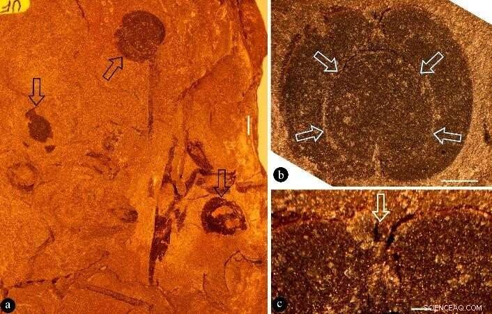 Earliest Angiosperm Discovery in North America: New Fossil Fruit Species Found