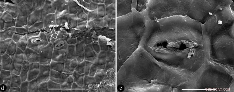 Earliest Angiosperm Discovery in North America: New Fossil Fruit Species Found