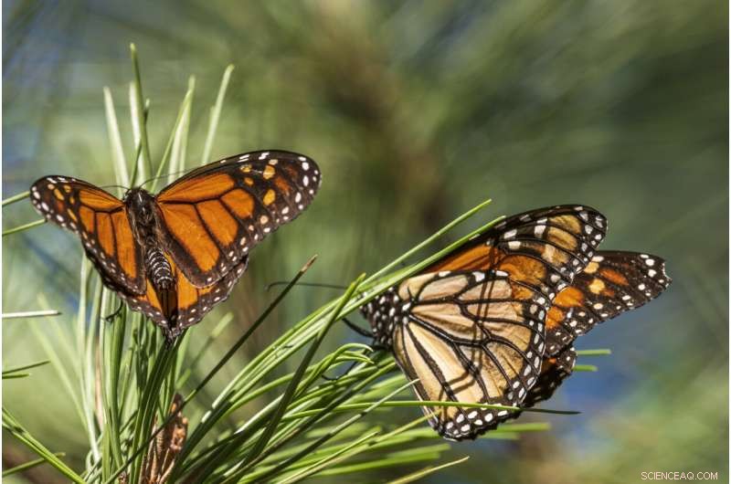 Western Monarch Butterfly Population Rebounds, But Remains Below Historical Highs