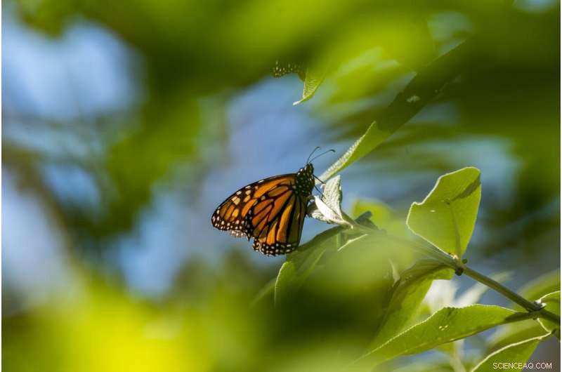 Western Monarch Butterfly Population Rebounds, But Remains Below Historical Highs