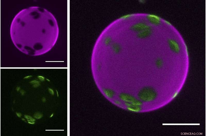 RNA-Lipid Interactions: Insights into Life s Origins and Modern Applications