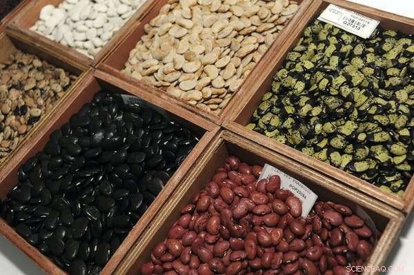 Beyond Seed Banks: Securing the Future of Food Security