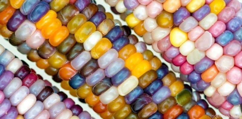 Beyond Seed Banks: Securing the Future of Food Security