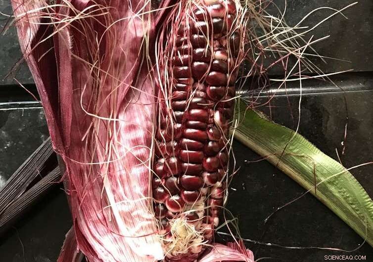 Beyond Seed Banks: Securing the Future of Food Security