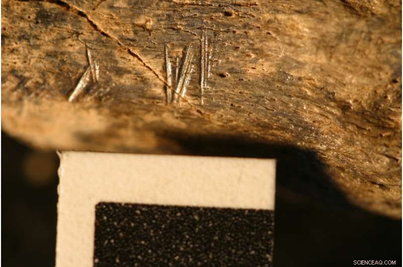 Meat Consumption & Human Evolution: New Study Challenges Traditional Beliefs