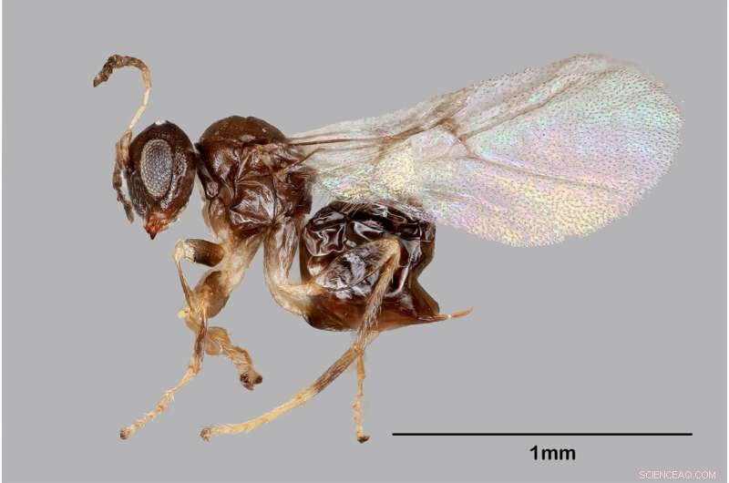 New Gall Wasp Species Discovered Near Rice University s  Valhalla 