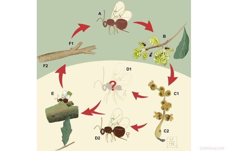 New Gall Wasp Species Discovered Near Rice University s  Valhalla 