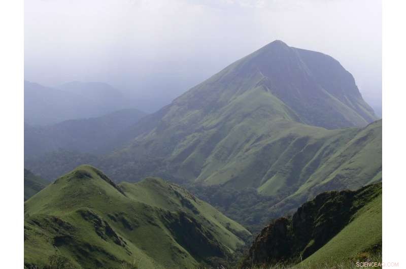 Chimpanzee Tool Use: Learning Culture in the Wild