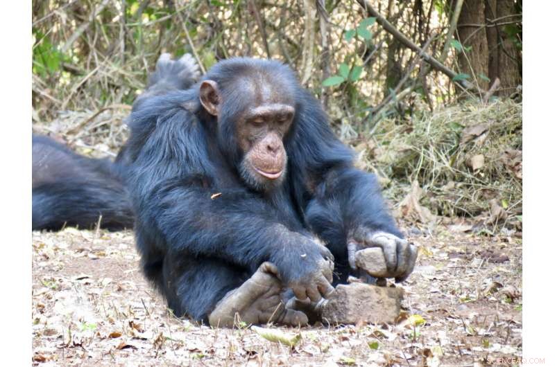 Chimpanzee Tool Use: Learning Culture in the Wild