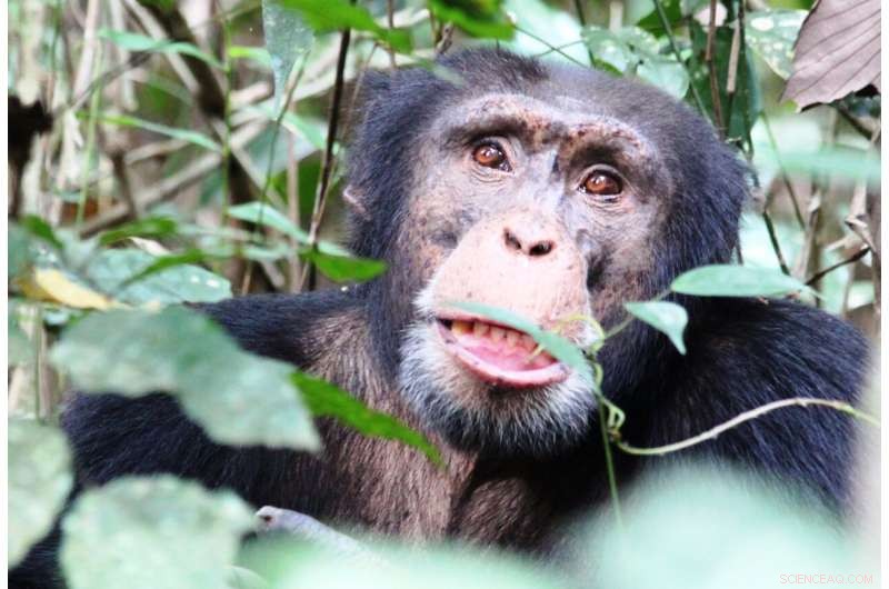 Chimpanzee Tool Use: Learning Culture in the Wild