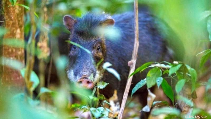 Tapirs & Peccaries: Crucial for Neotropical Forest Ecosystem Health