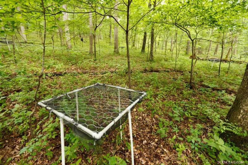 Climate Change & Tree Migration: The Role of Seed Production and Recruitment