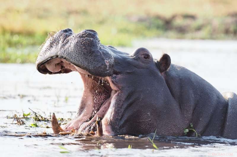 Hippos Recognize Voices: New Research on Social Communication