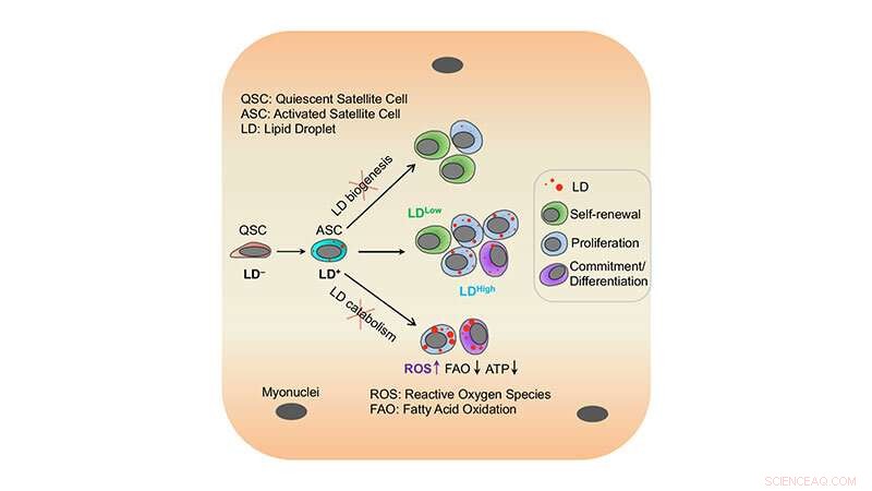 Fat s Surprising Role in Muscle Stem Cell Development | Purdue University