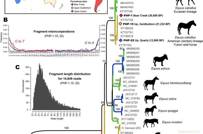 Woolly Mammoth DNA Reveals Recent Existence & Ecosystem Insights
