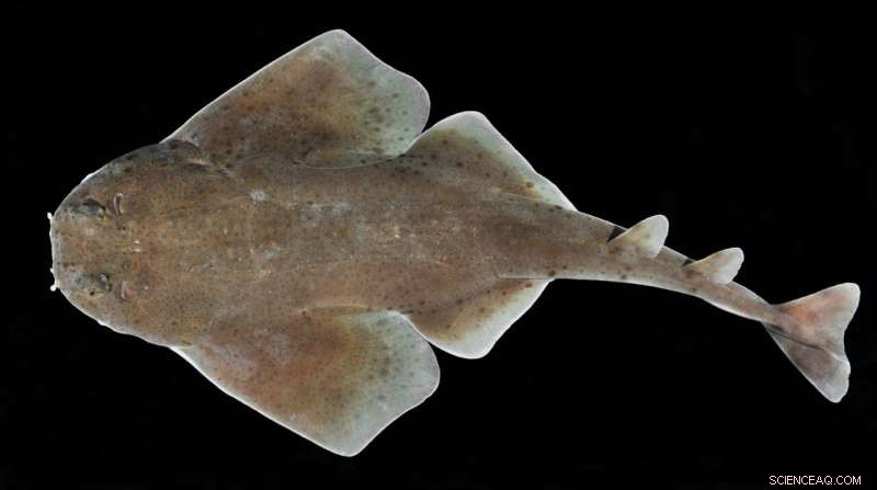 New Angel Shark Species Discovered in Panama: *Squatina mapama*