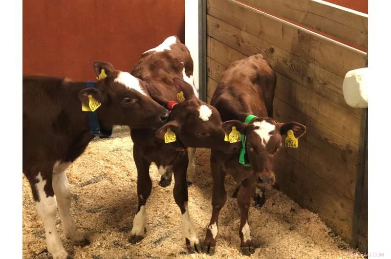Understanding Calf Personality, Nutrition, and Optimal Growth