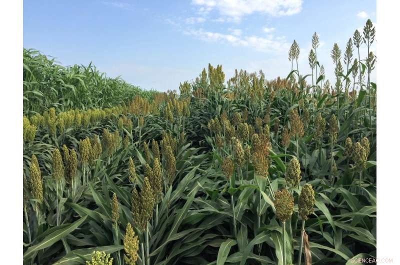 Plant Development: How Genes & Environment Shape Growth