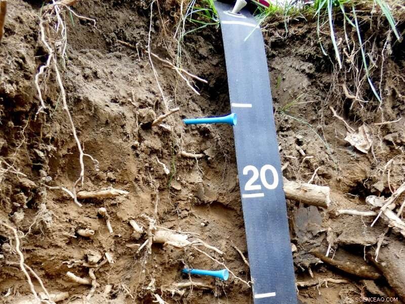 Understanding Urban Soil Composition: A Soil Color Chart Approach