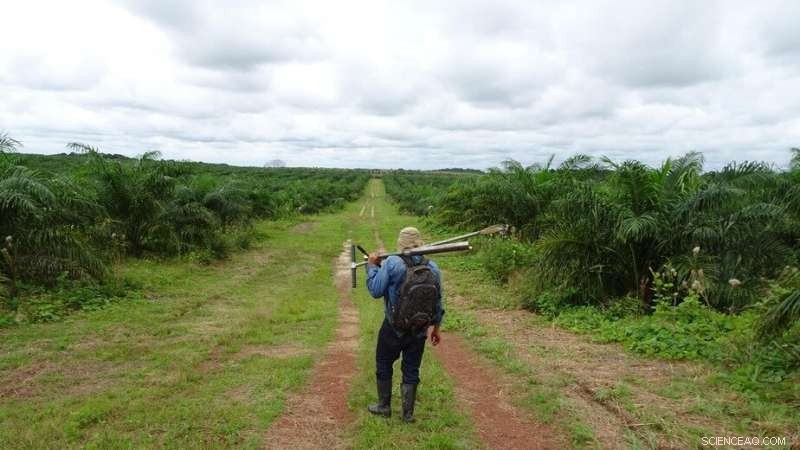 Sustainable Palm Oil Alternatives: Deforestation-Free & Carbon-Negative Solutions