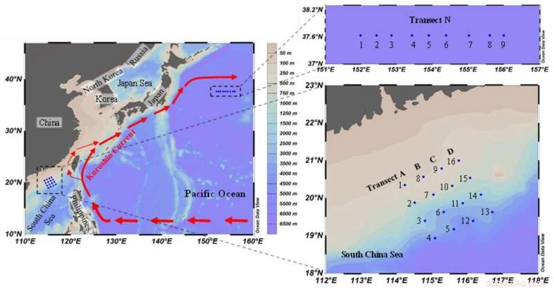 Tintinnid Ciliates as Bioindicators of Ocean Warm Eddies