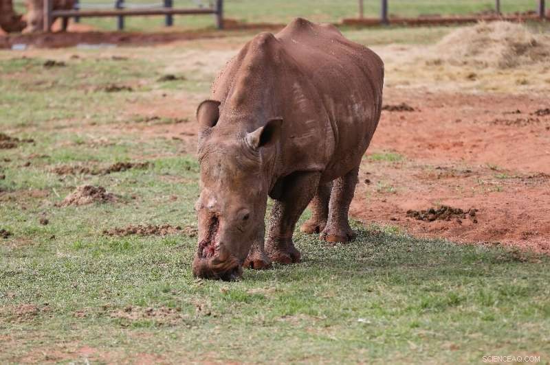 Rhino Seha Returns to the Wild After Extensive Recovery from Horn Poaching Attack