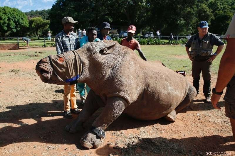 Rhino Seha Returns to the Wild After Extensive Recovery from Horn Poaching Attack