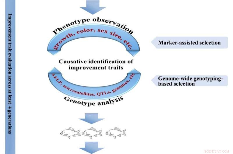 New Guidelines for Sustainable Aquaculture: A 9-Step Blueprint for Genetic and Food Security