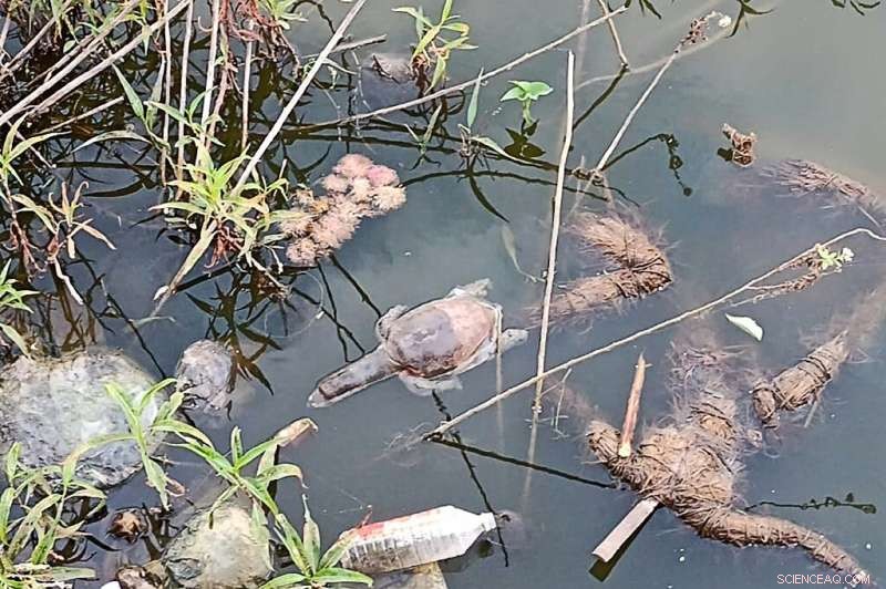 Indian Turtle Poisoning Incident: Dozens Dead at Mumbai Lake