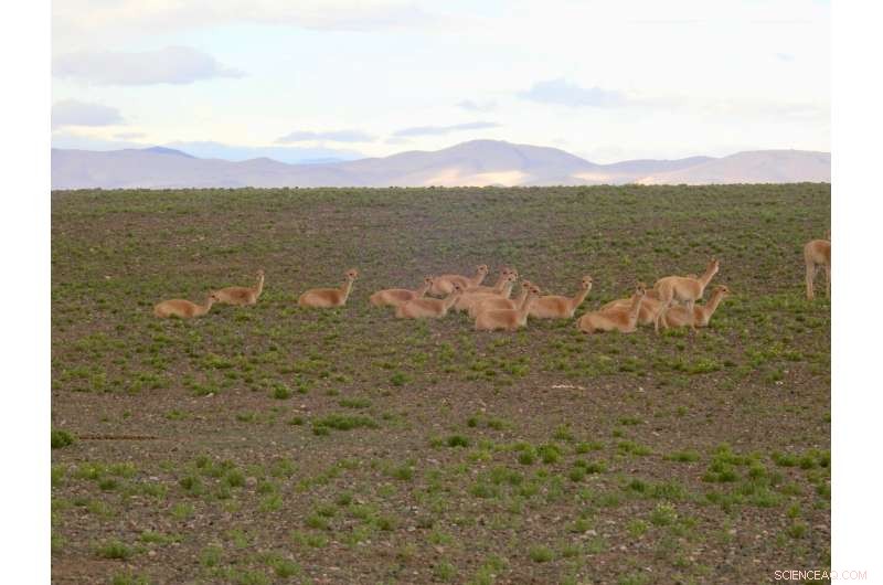 Mange Outbreak Devastates Vicuña Population in Argentina - Conservation Concerns