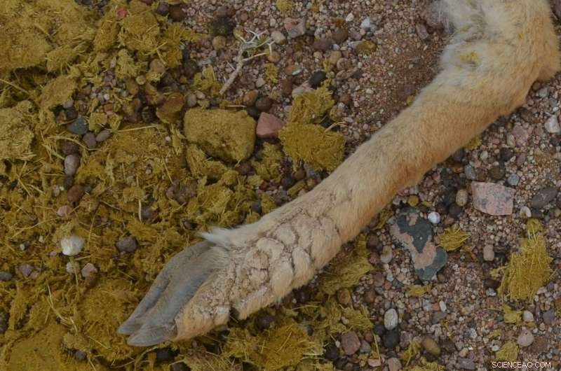 Mange Outbreak Devastates Vicuña Population in Argentina - Conservation Concerns